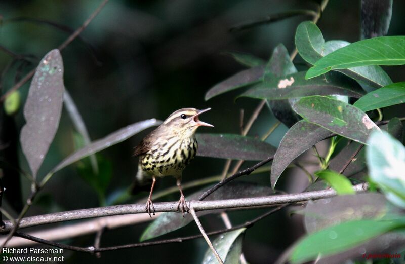 Northern Waterthrushadult, song