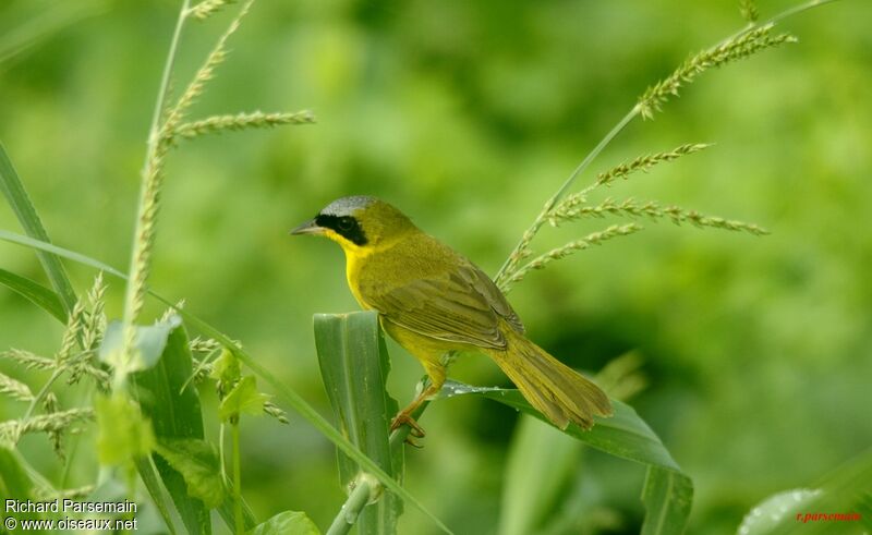 Paruline équatorialeadulte