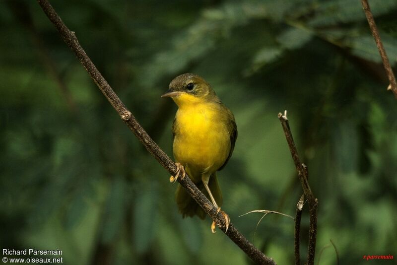 Masked Yellowthroat