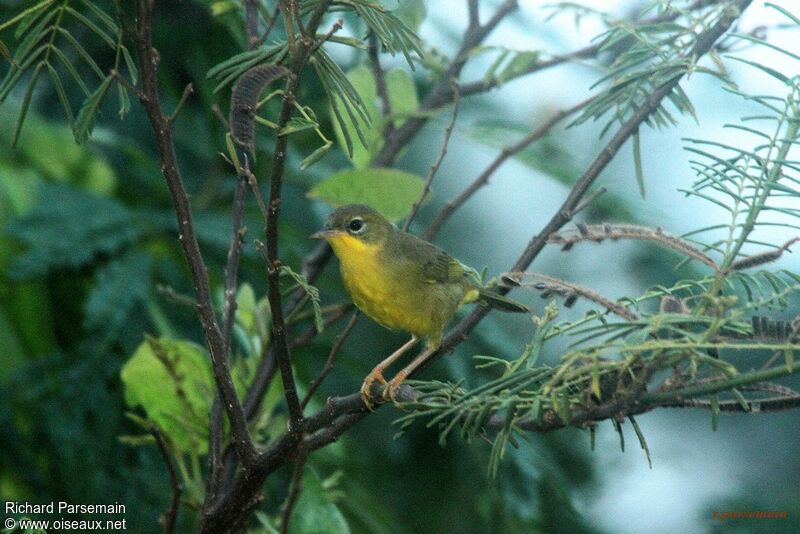 Masked Yellowthroat female adult