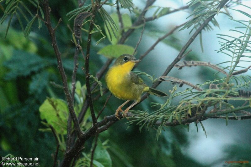 Masked Yellowthroat female adult