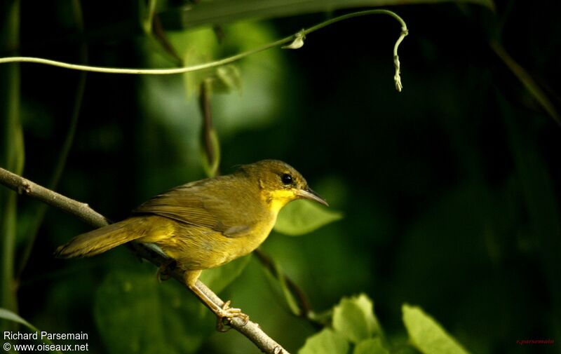 Paruline équatoriale femelle adulte