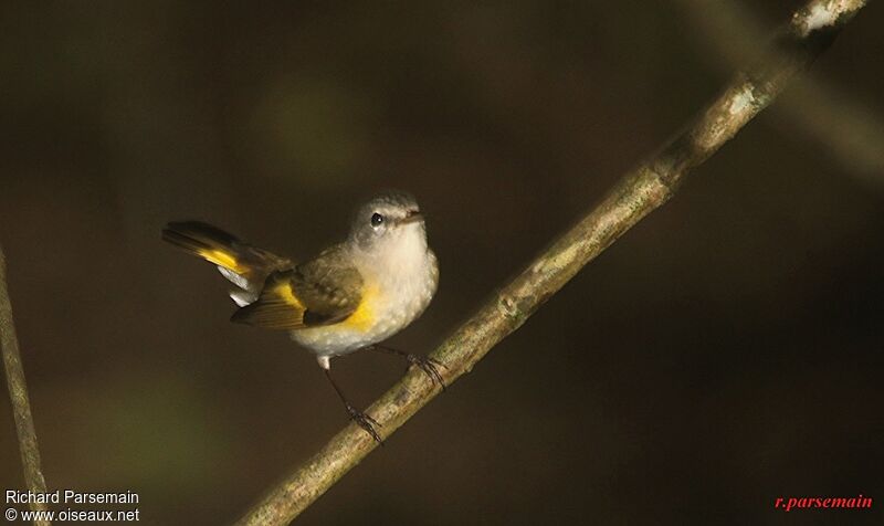 American Redstart