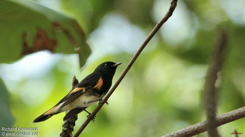 American Redstart male adult