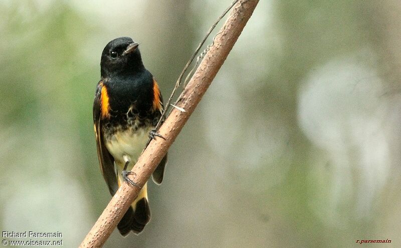 American Redstart male adult