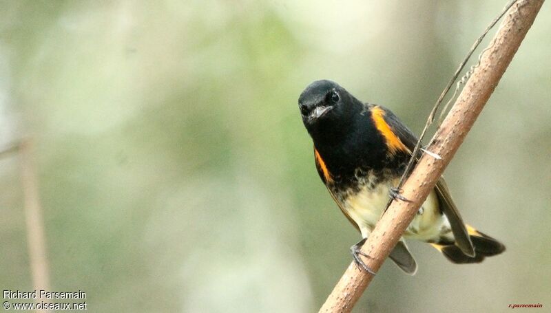 American Redstart male adult