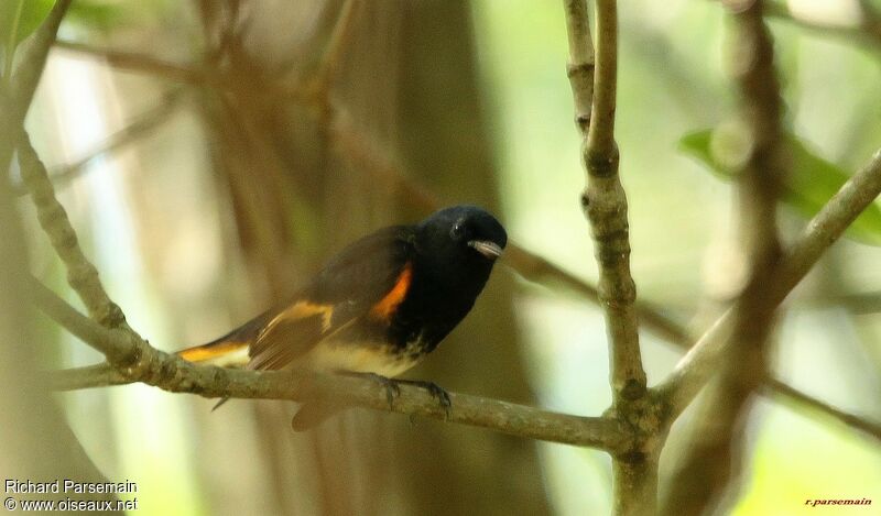 American Redstart male adult