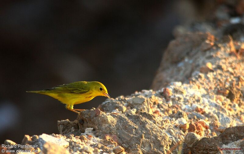 Paruline jauneadulte