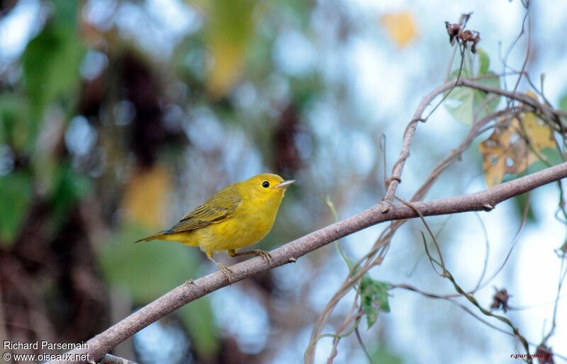 American Yellow Warbleradult