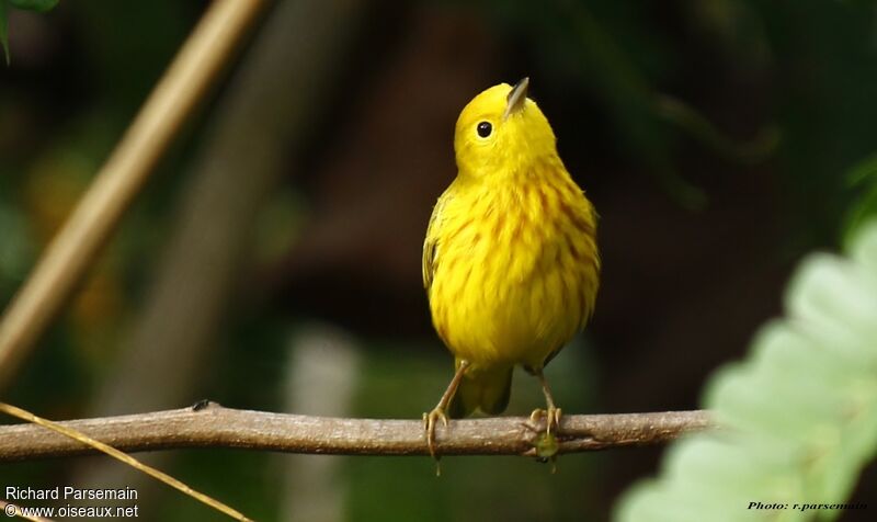 American Yellow Warbler male adult