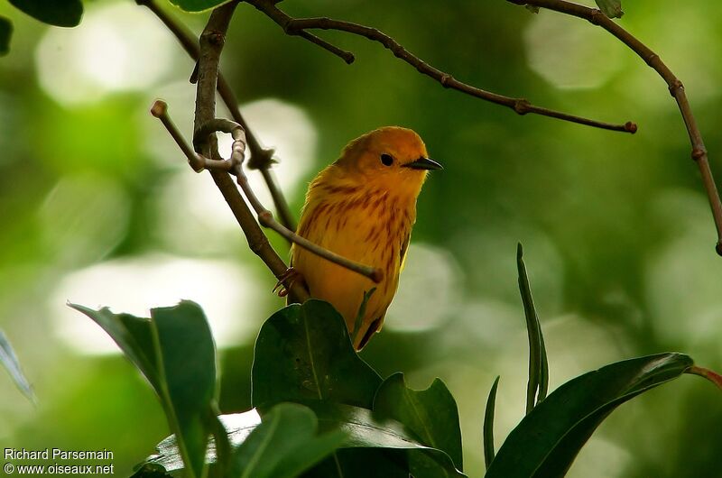 Paruline jaune mâle adulte