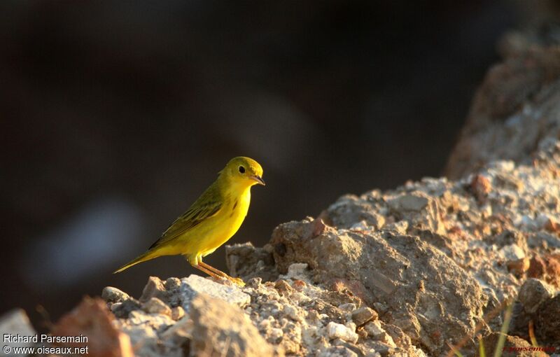 Paruline jauneadulte