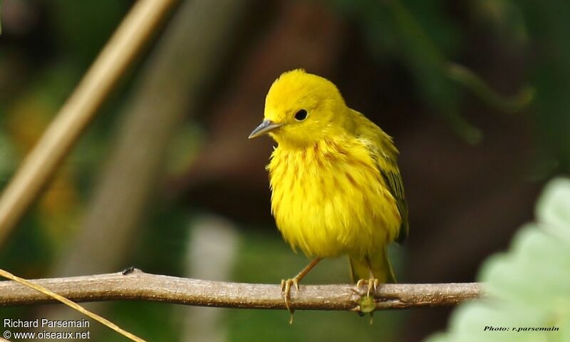 American Yellow Warbler male adult