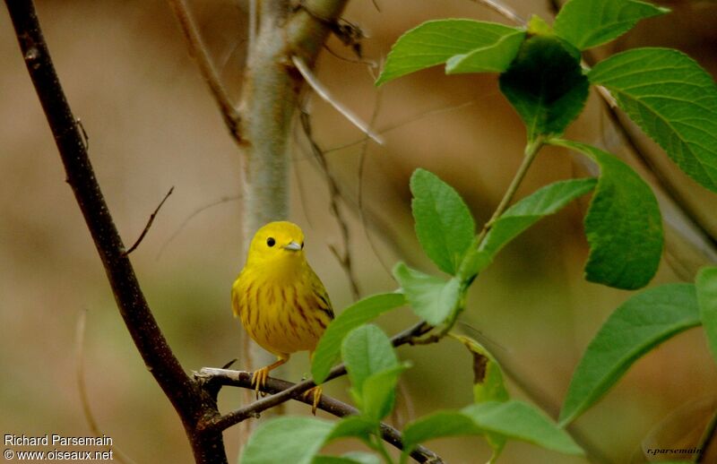 Paruline jaune