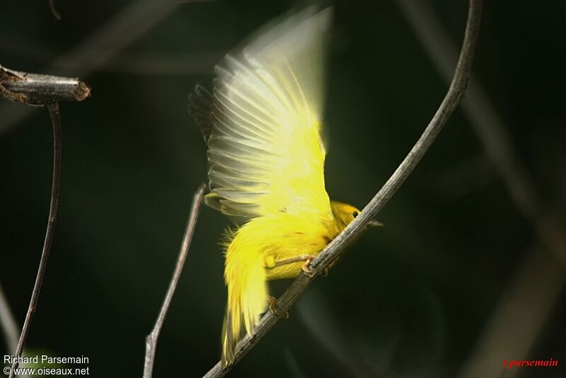 American Yellow Warbleradult