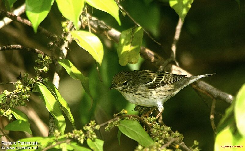 Blackpoll Warbler male immature