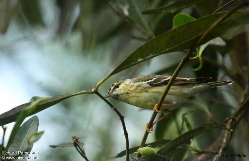 Blackpoll Warbleradult