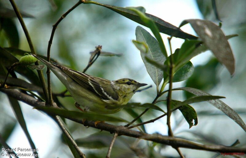 Blackpoll Warbleradult