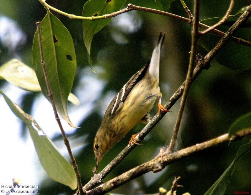 Blackpoll Warbler, eats