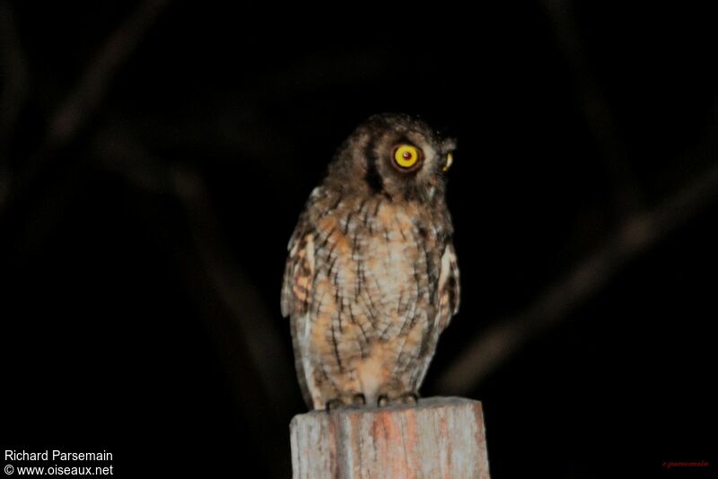 Tropical Screech Owl