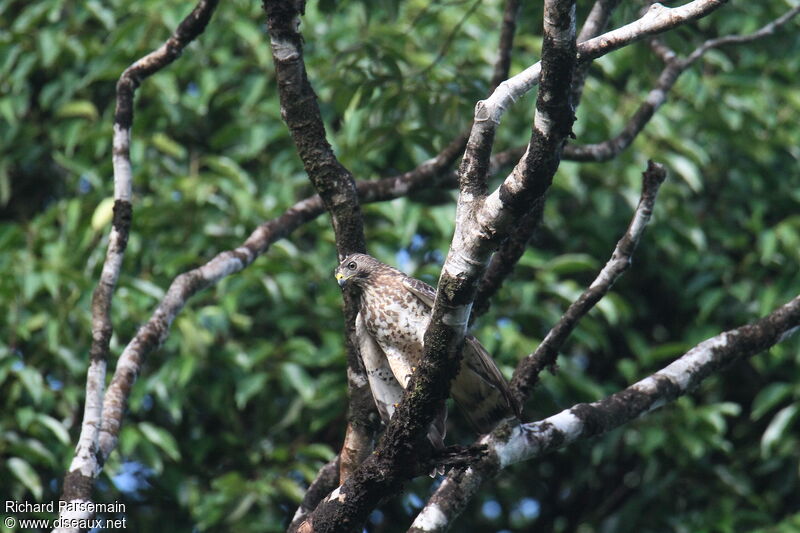 Broad-winged Hawkadult