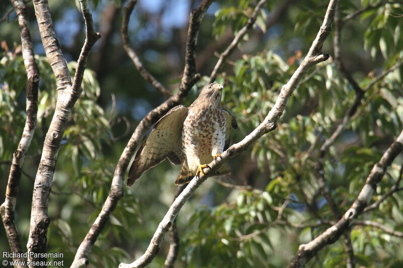 Broad-winged Hawkadult