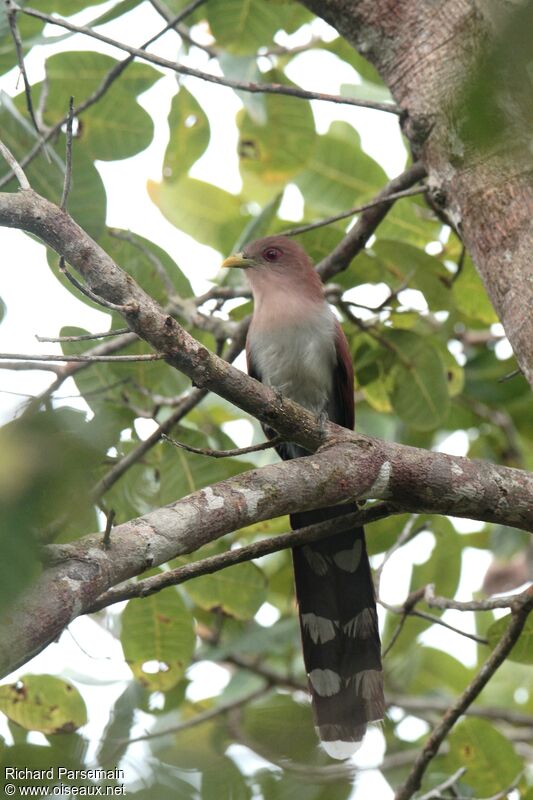 Piaye écureuiladulte