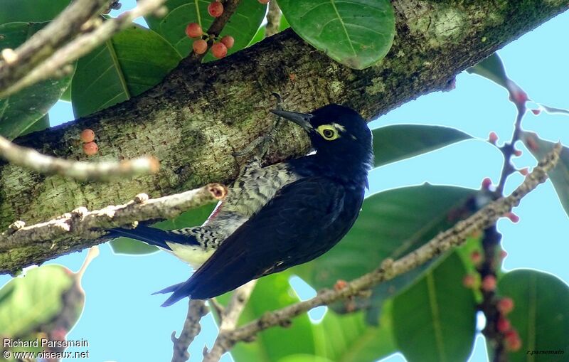 Yellow-tufted Woodpeckeradult, eats