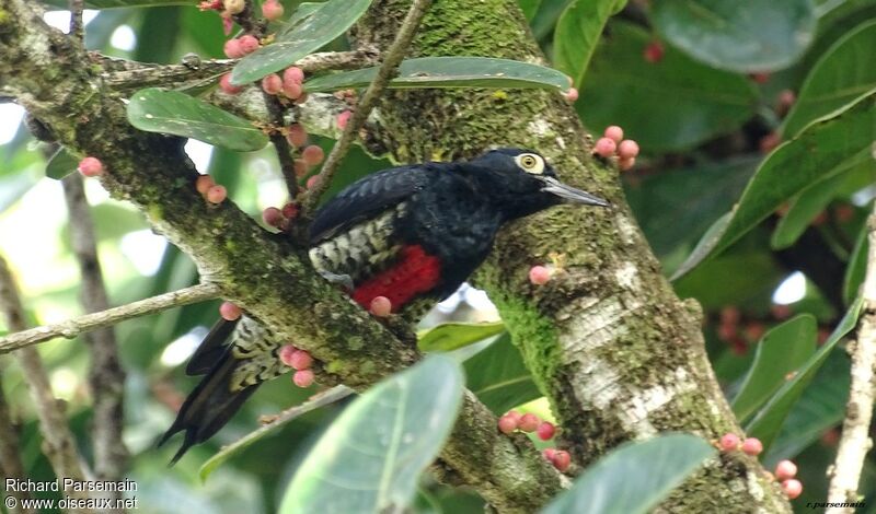 Yellow-tufted Woodpecker