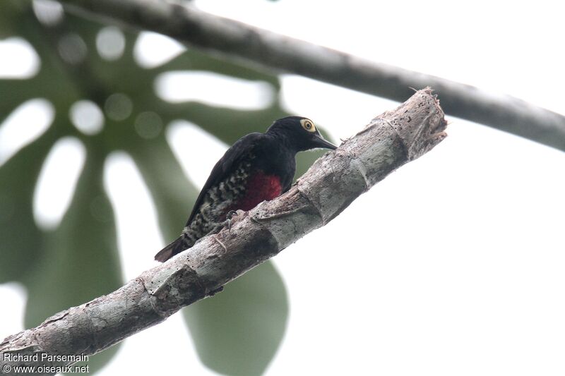 Yellow-tufted Woodpeckeradult