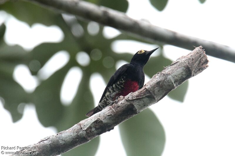 Yellow-tufted Woodpecker