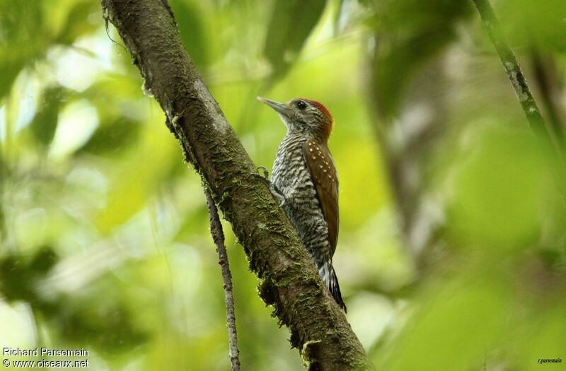 Golden-collared Woodpeckeradult