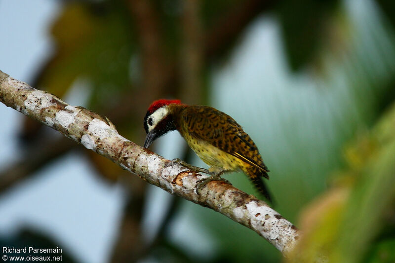 Spot-breasted Woodpecker female adult