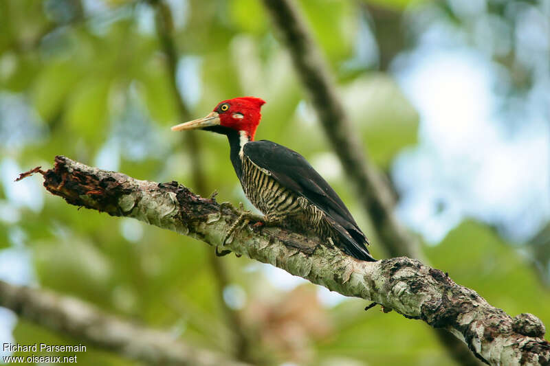 Pic de Malherbe mâle adulte, identification