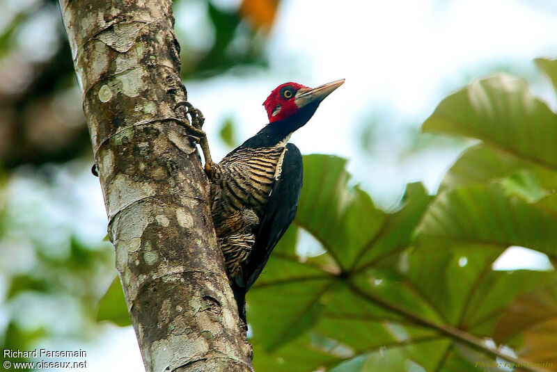 Crimson-crested Woodpecker