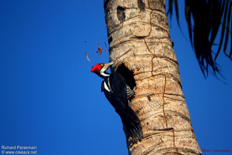 Crimson-crested Woodpecker female adult