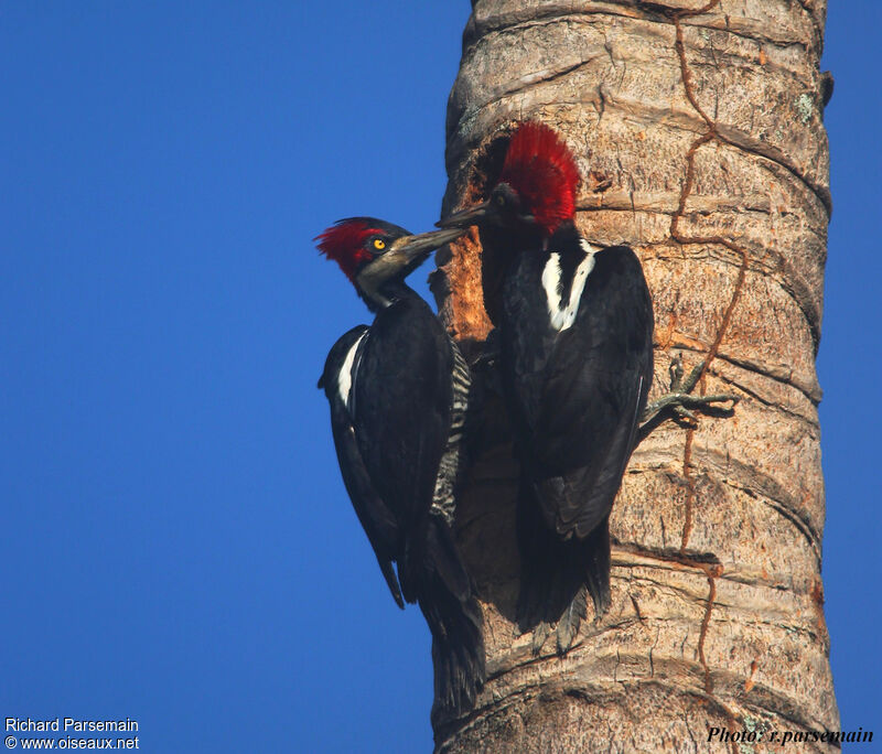 Crimson-crested Woodpecker 