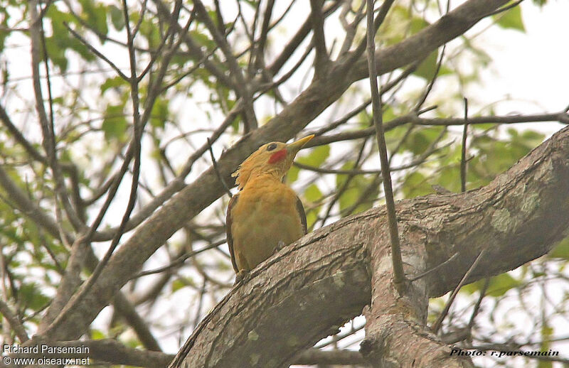 Pic jaune mâle