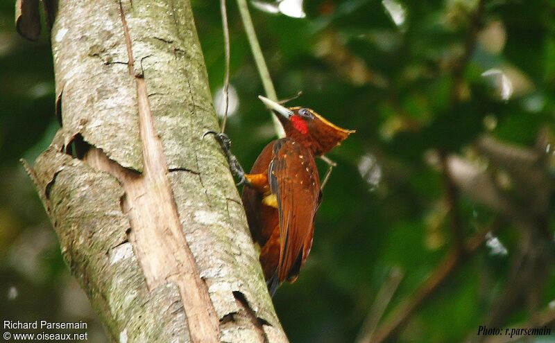 Chestnut Woodpecker