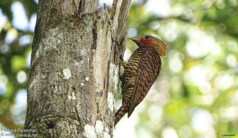 Waved Woodpecker