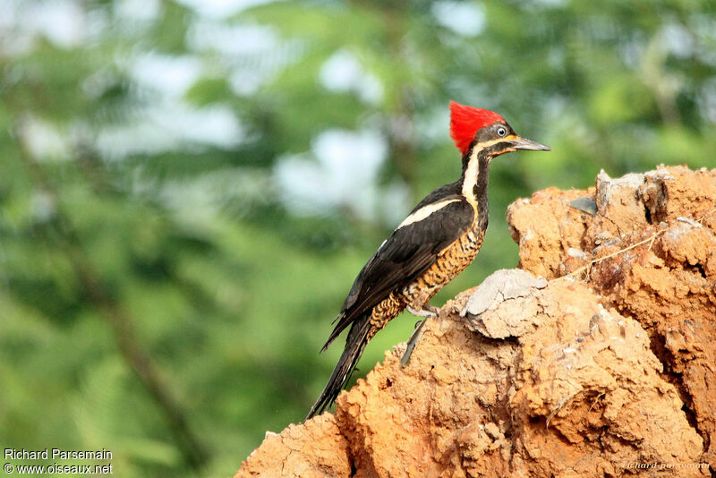 Lineated Woodpecker female adult