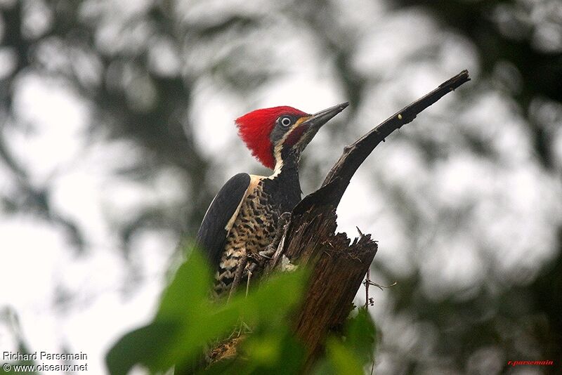 Lineated Woodpecker male adult