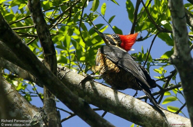 Lineated Woodpeckeradult