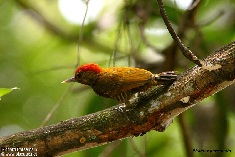 Little Woodpecker male adult