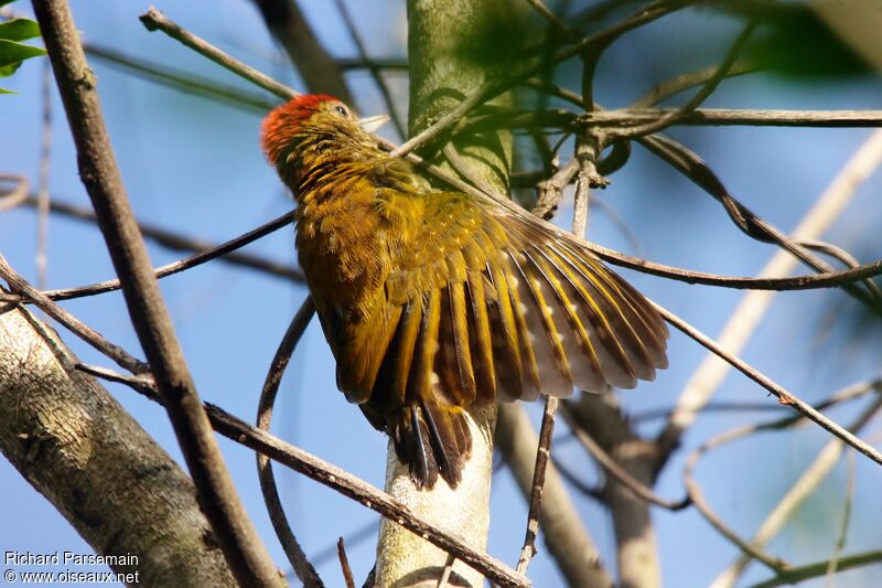 Little Woodpecker male adult