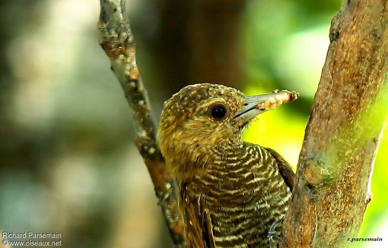 Pic passerin femelle adulte