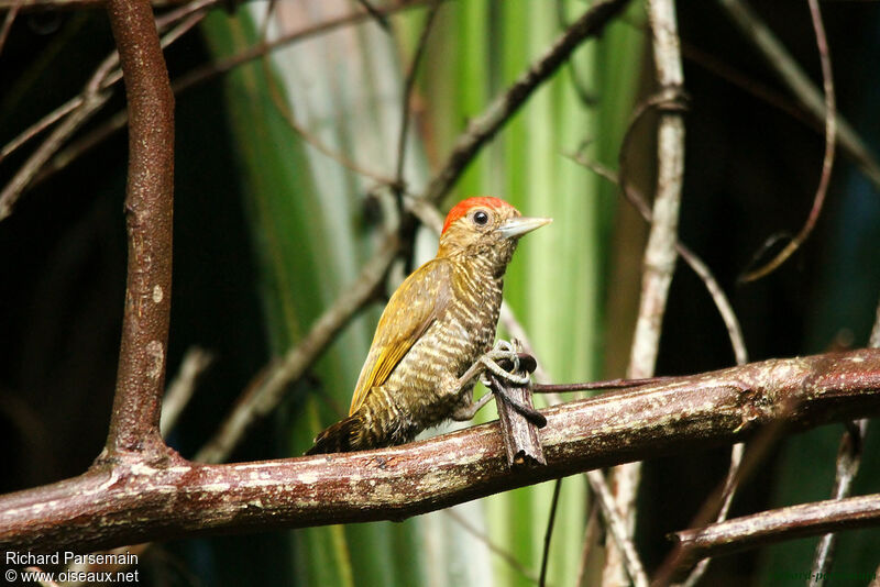 Little Woodpecker male adult