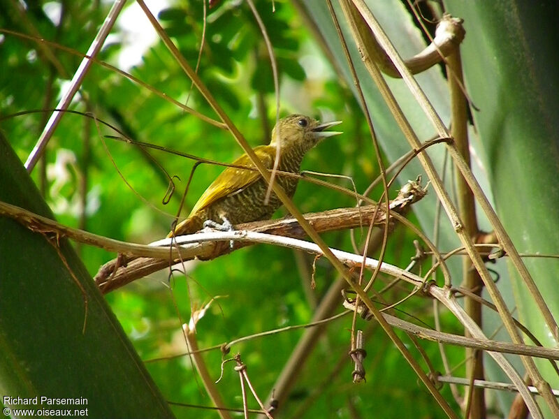 Little Woodpecker female adult