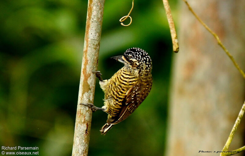 Golden-spangled Piculet female adult