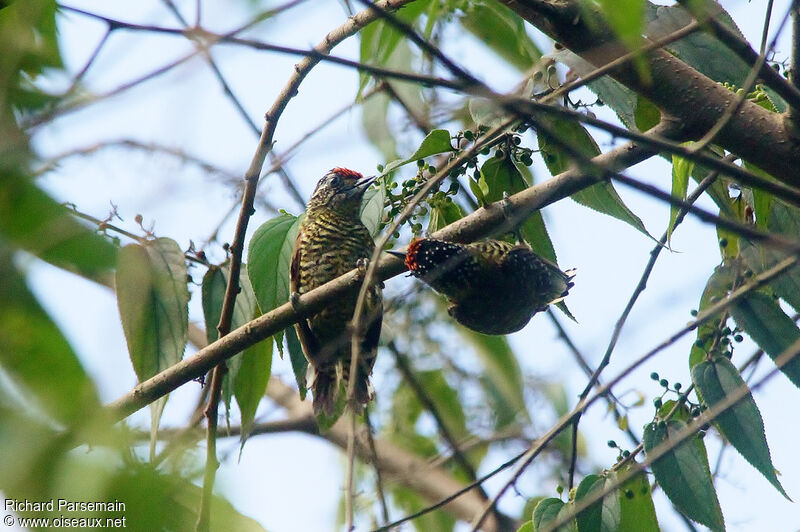 Golden-spangled Piculet male adult